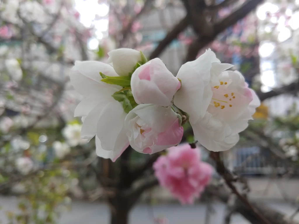 Peach Blossom White Pink Petal Spring gray Branch