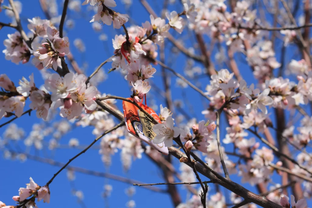 Peach Blossom White Pink Blue Sky cool Branch