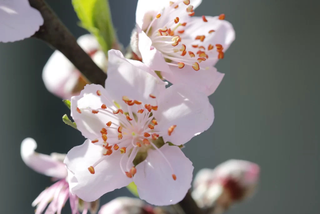 Peach Blossom White Pink Petal Spring gray Branch