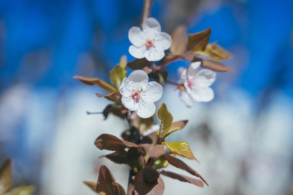 Peach Blossom White Pink Petal Spring cool Branch