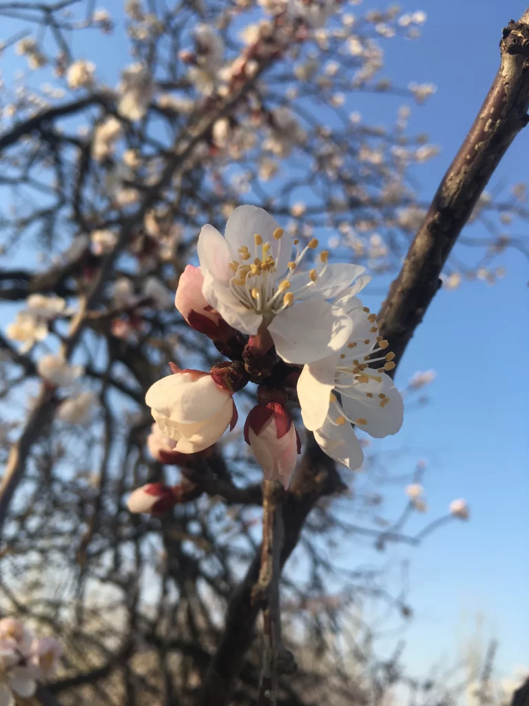 Peach Blossom White Pink Yellow Petal gray Branch