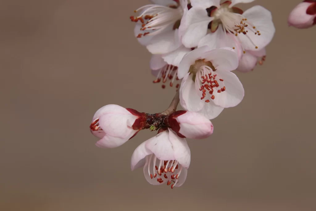 Peach Blossom White Pink Petal Spring gray Branch
