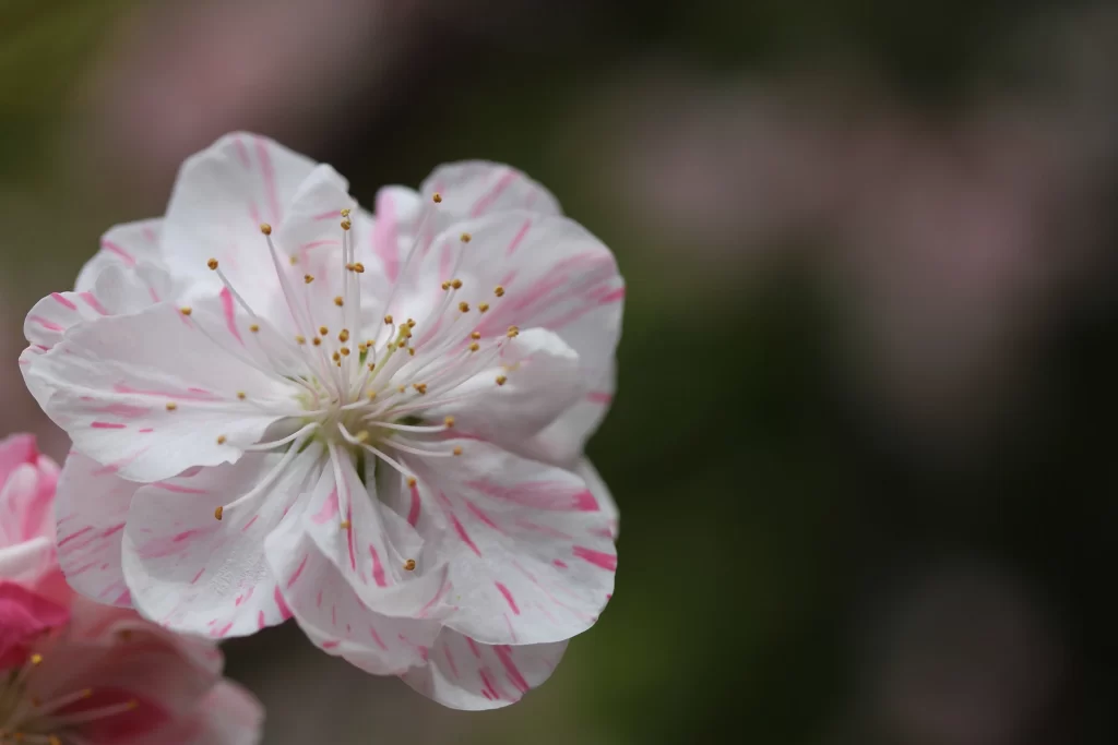 Peach Blossom White Pink Petal Spring Nature