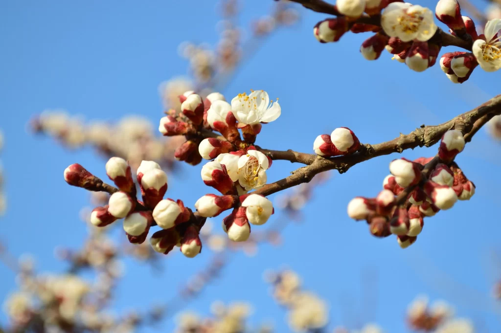 Peach Blossom White Red Blue Sky