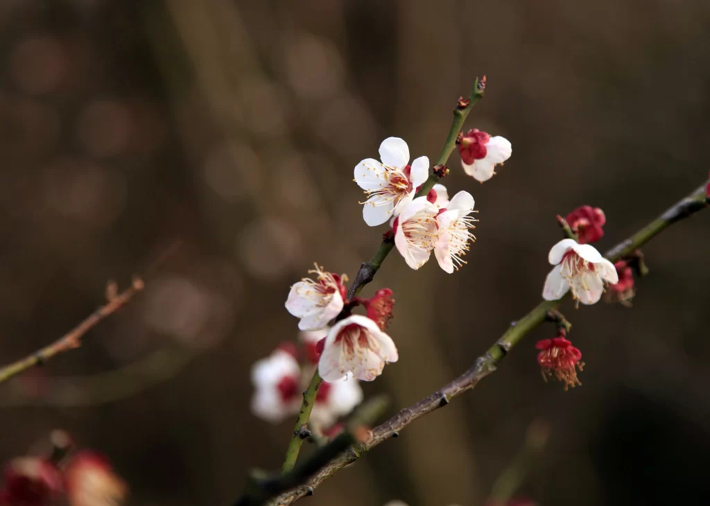 Peach Blossom White Red Petal Spring gray Branch