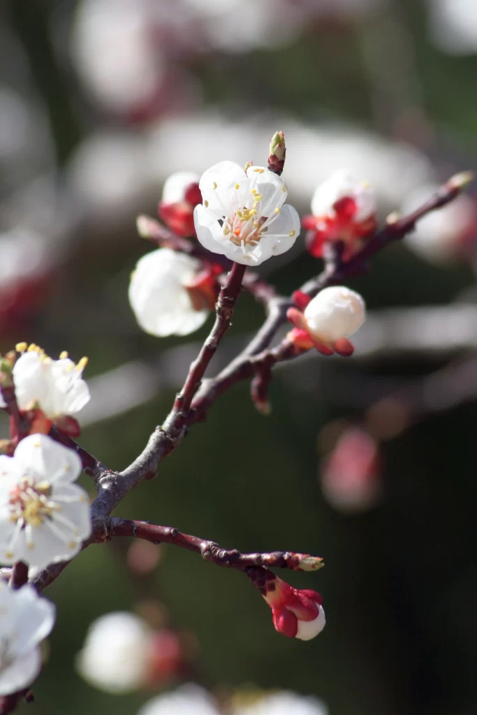 Peach Blossom White Red Petal Spring gray Branch