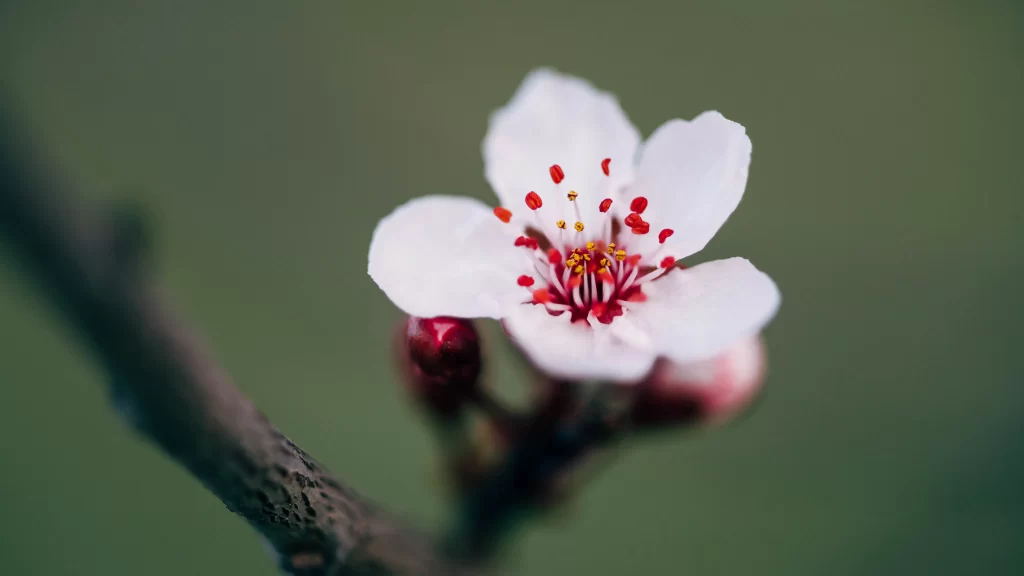 Peach Blossom White Red Yellow Green