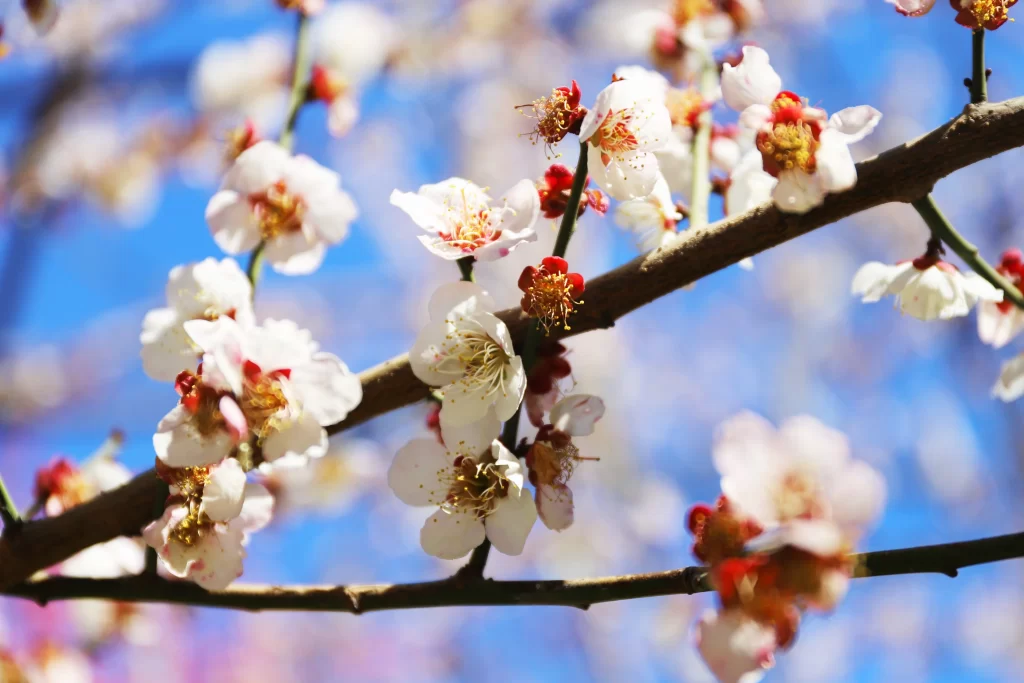 Peach Blossom White Red Yellow Petal Blue Sky