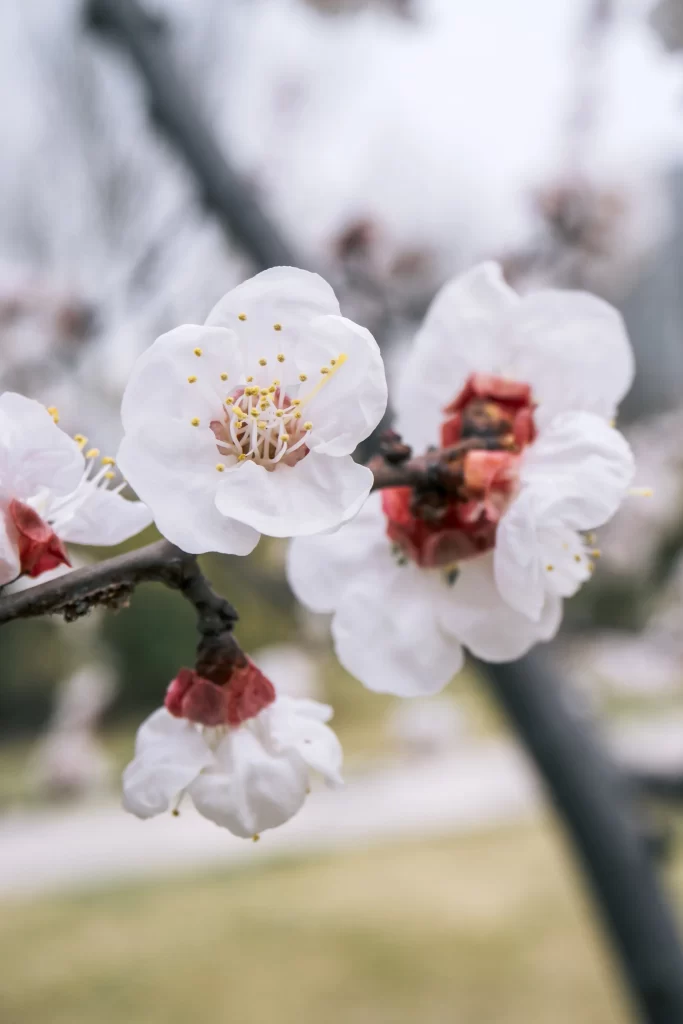 Peach Blossom White Red Yellow Petal Spring gray Branch