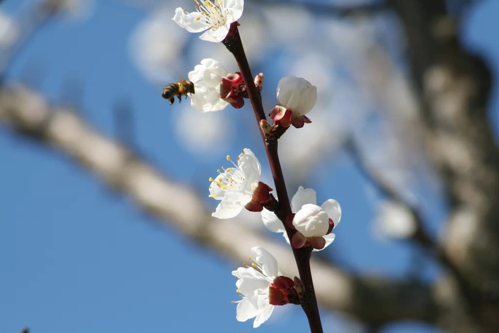 Peach Blossom White Red Yellow Petal Spring gray Branch