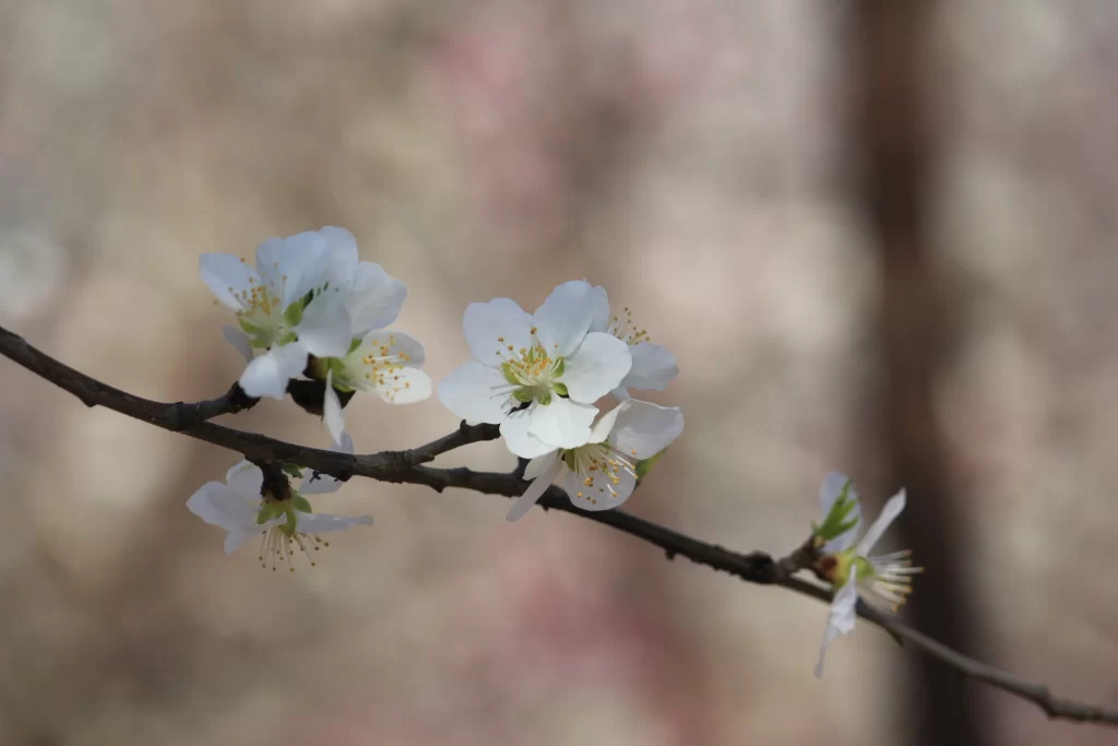 Peach Blossom White Yellow Green Petal Branch