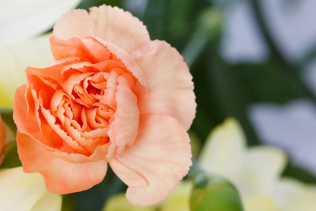 Peach Carnation Ruffled Petals Green Leaves