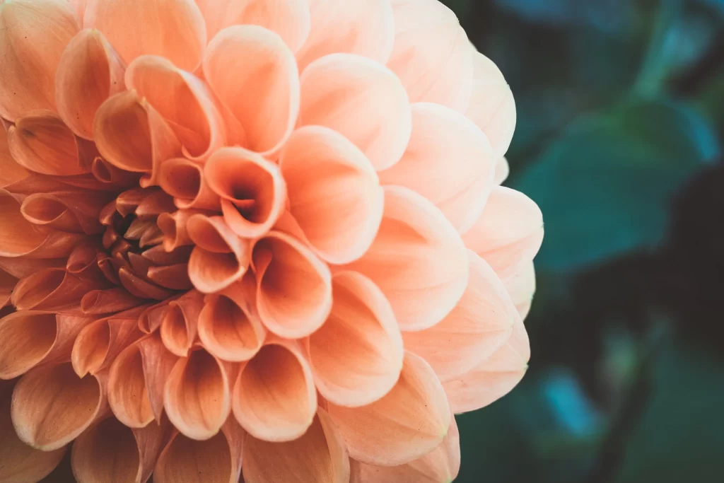 Peach Dahlia Petals Curved Layers