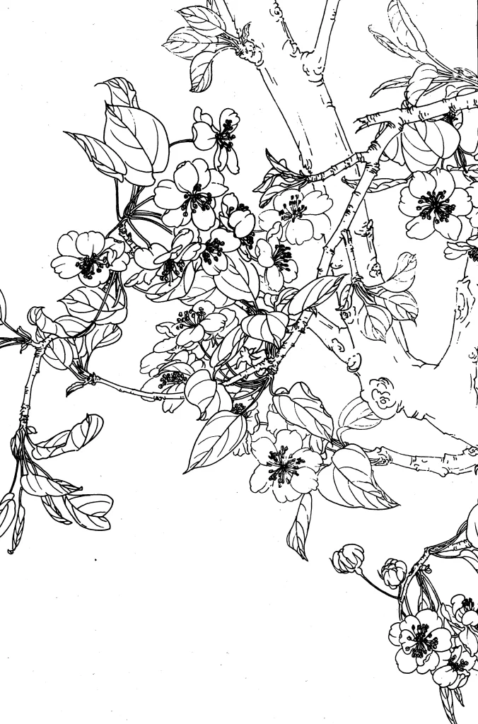 Pear Blossom Chinese Line Drawing Botanical Art