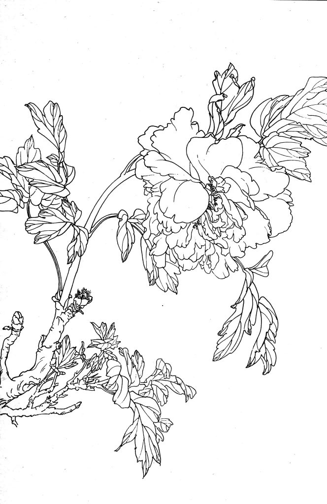 Peony Chinese Line Drawing Botanical Art