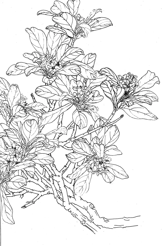 Photinia Chinese Line Drawing Botanical Art