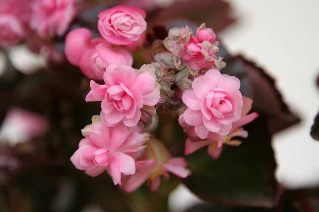 Pink Blossom Petals Dark Leaves