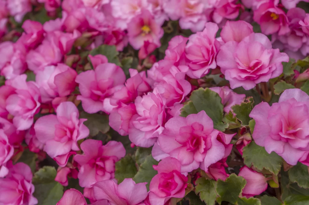 Pink Blossom Petals Dense Green Leaves