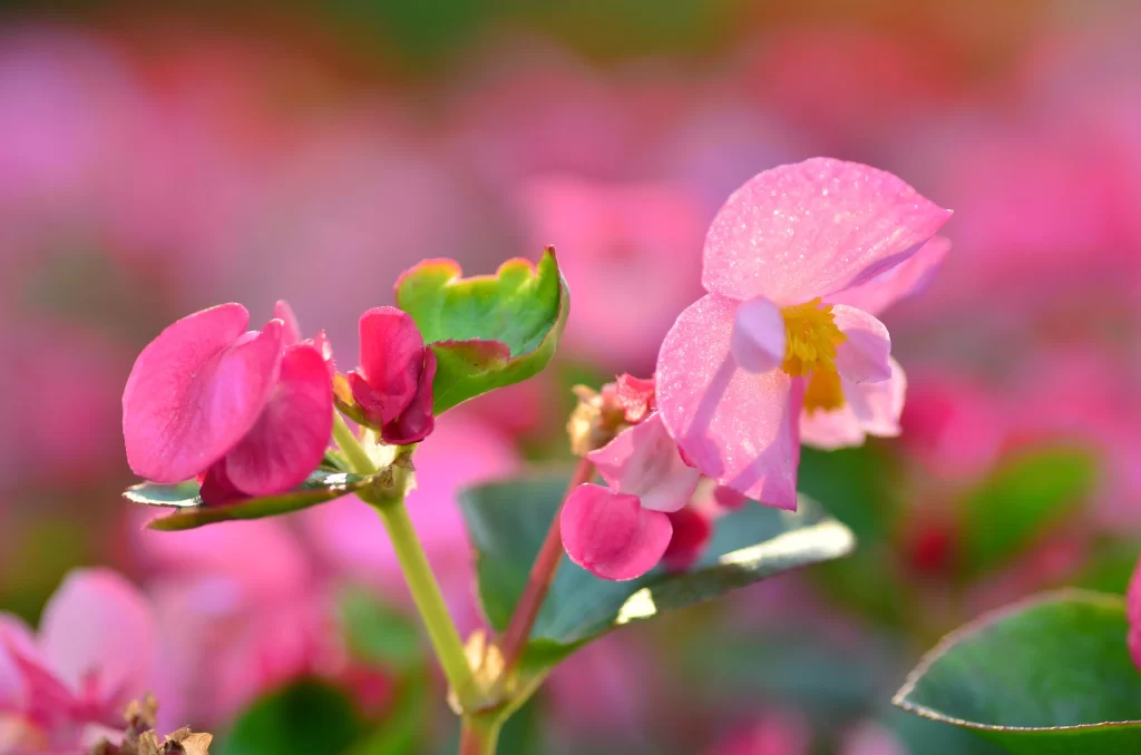 Pink Blossom Petals Dewdrops Yellow Stamen