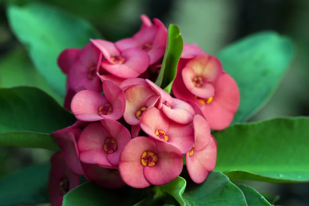 Pink Blossom Petals Green gray Leaves