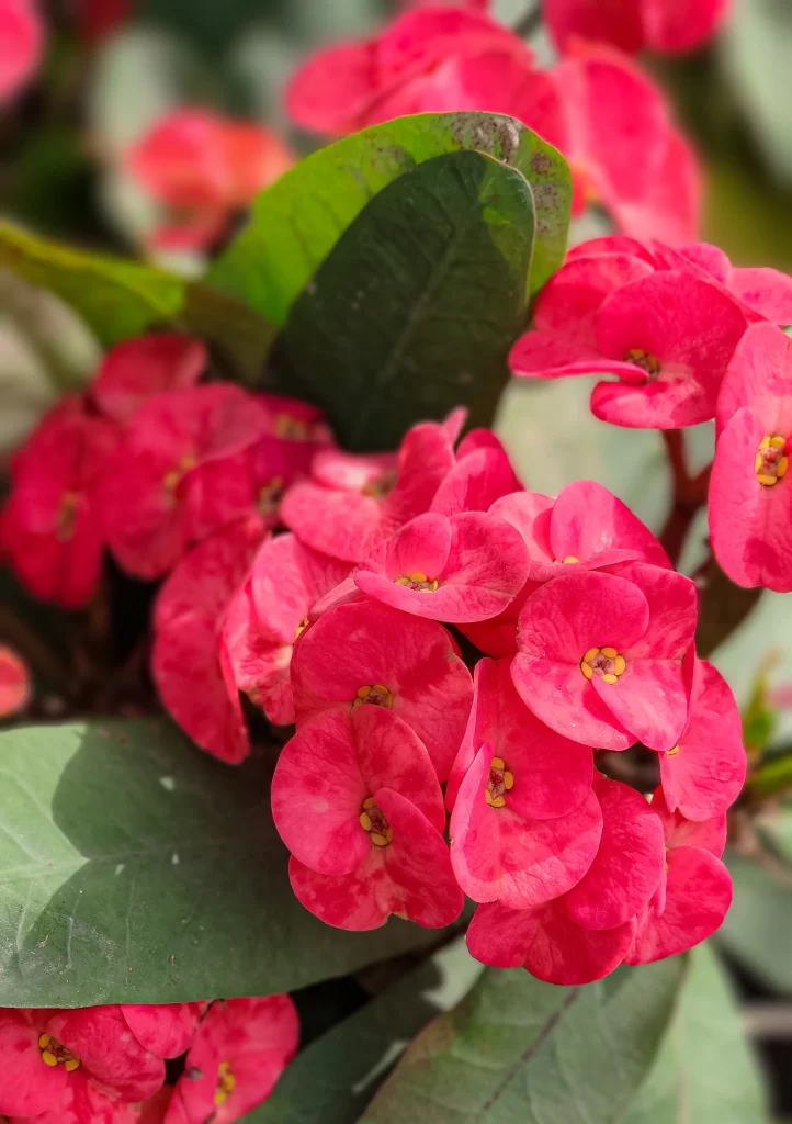 Pink Blossom Petals Green red Leaves