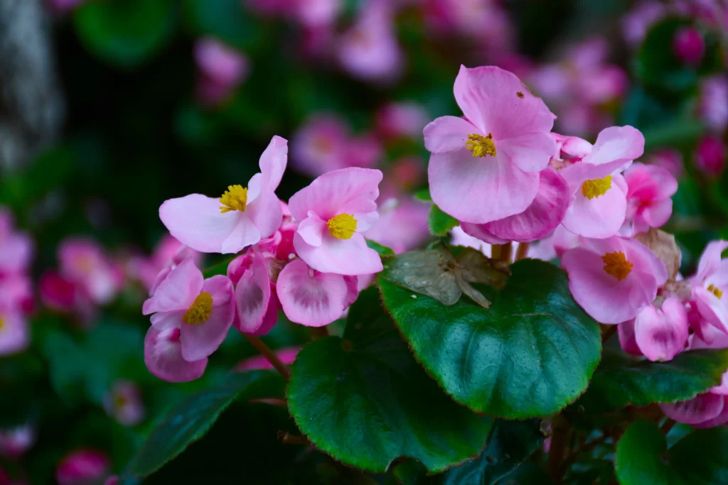 Pink Blossom Petals Yellow Stamen Green gray Leaves
