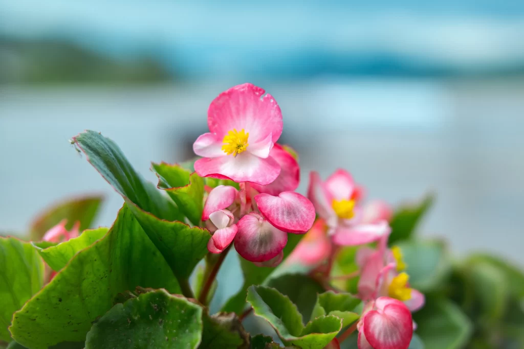Pink Blossom Petals Yellow Center Green gray Leaves