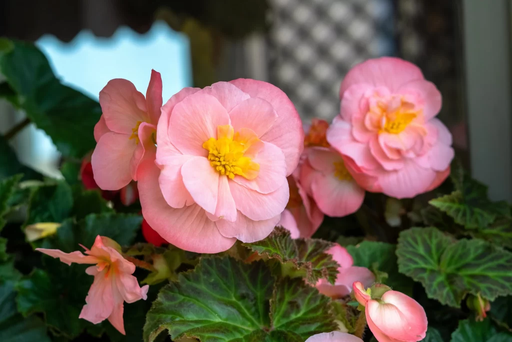 Pink Blossom Petals Yellow Center Green gray Leaves