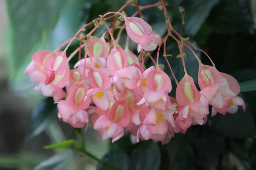 Pink Blossom Petals Yellow gray Stamen