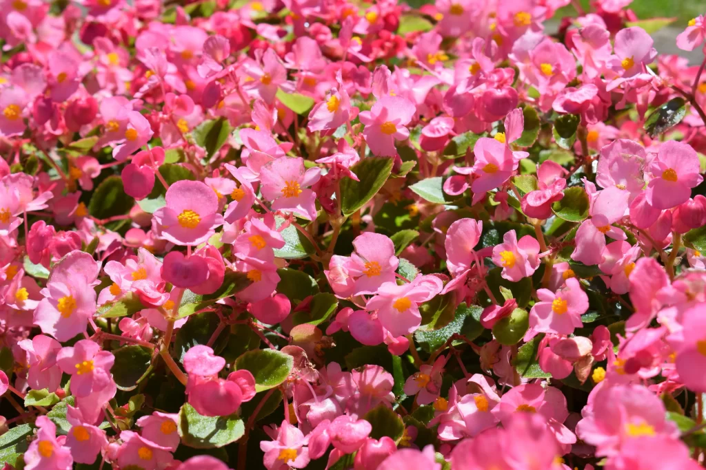 Pink Blossom Petals Yellow Center Green warm Leaves