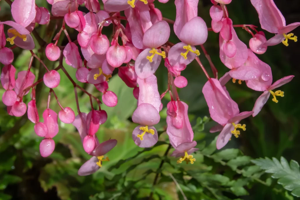 Pink Blossom Petals Yellow gray Stamen
