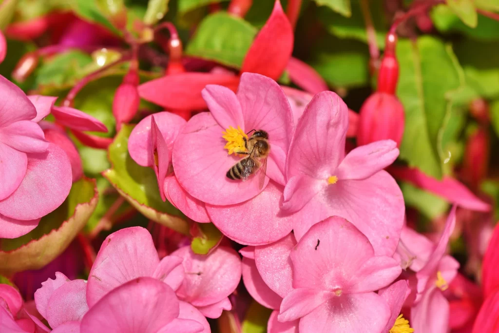 Pink Blossom Petals Yellow warm Stamen