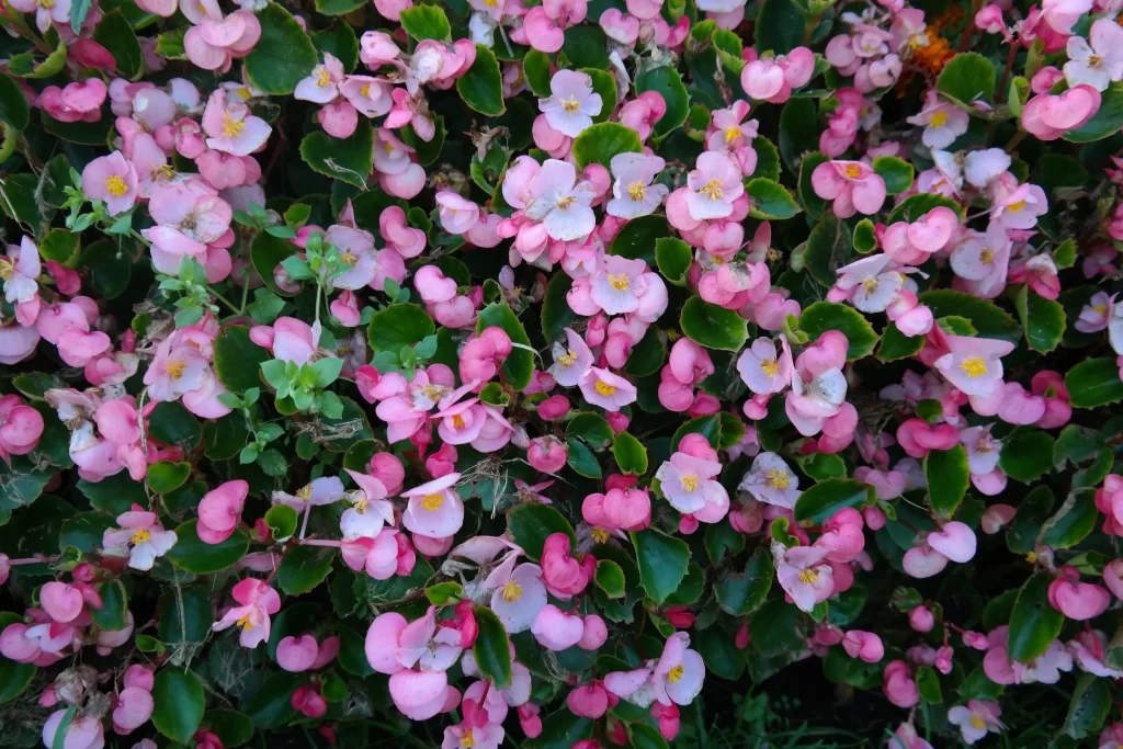 Pink Blossom Petals Yellow Stamen Green gray Leaves