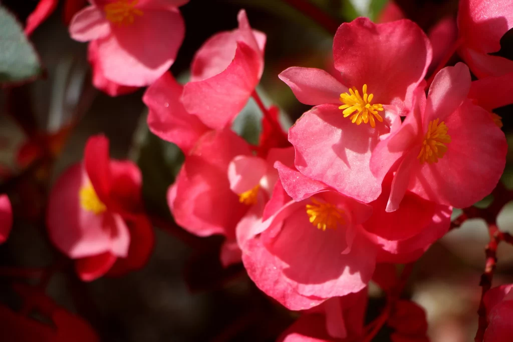 Pink Blossom Petals Yellow warm Stamen