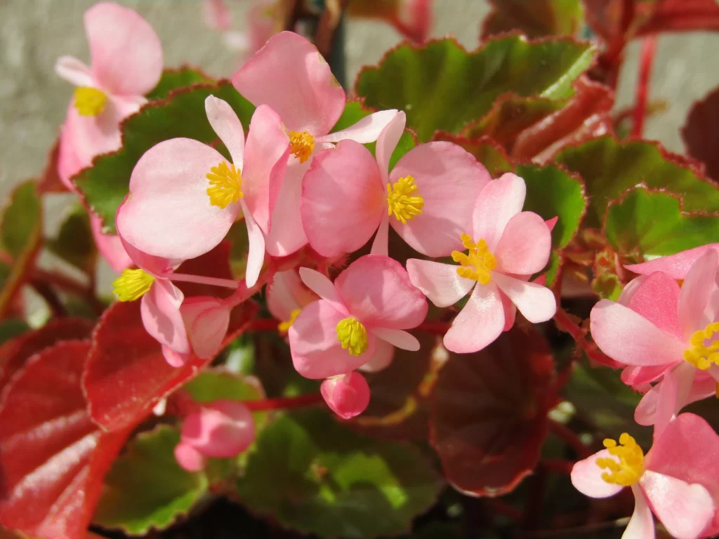 Pink Blossom Petals Yellow Stamen Green warm Leaves