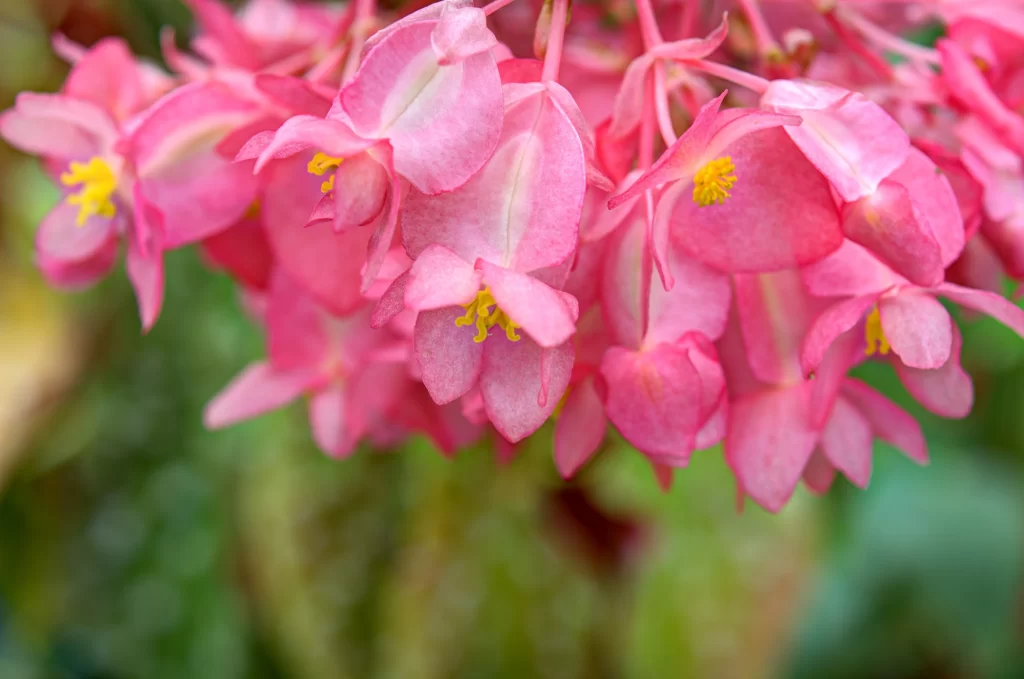 Pink Blossom Petals Yellow warm Stamen