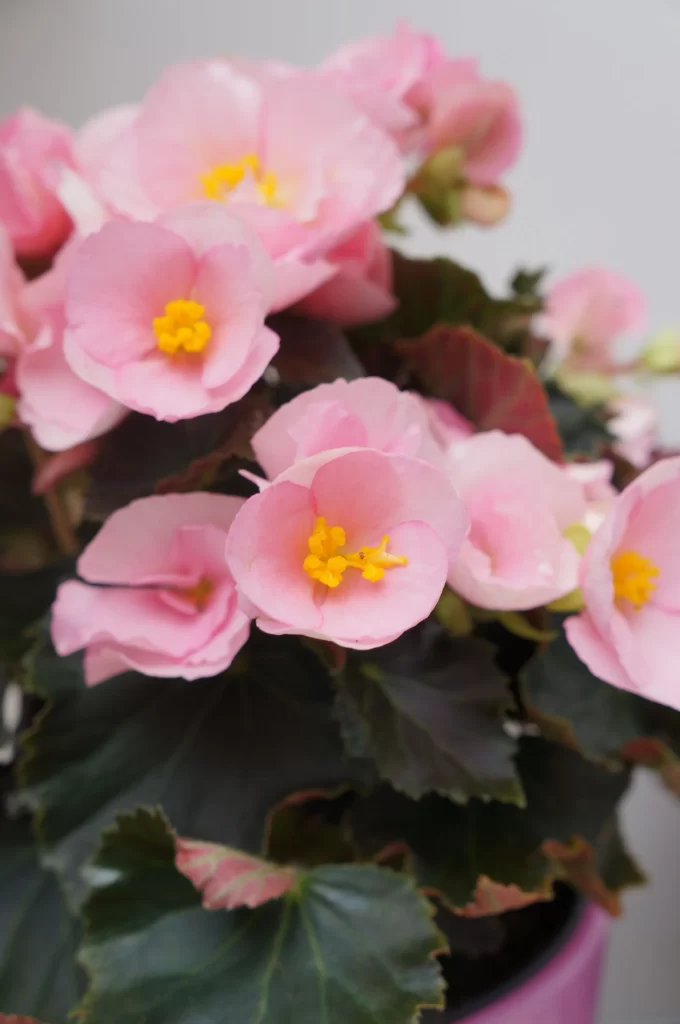 Pink Blossom Petals Yellow Stamen Dark Green Leaves