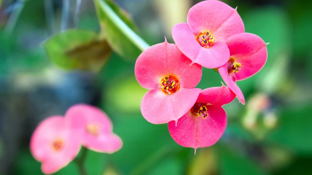 Pink Blossom Petals Yellow Stamen Green Foliage