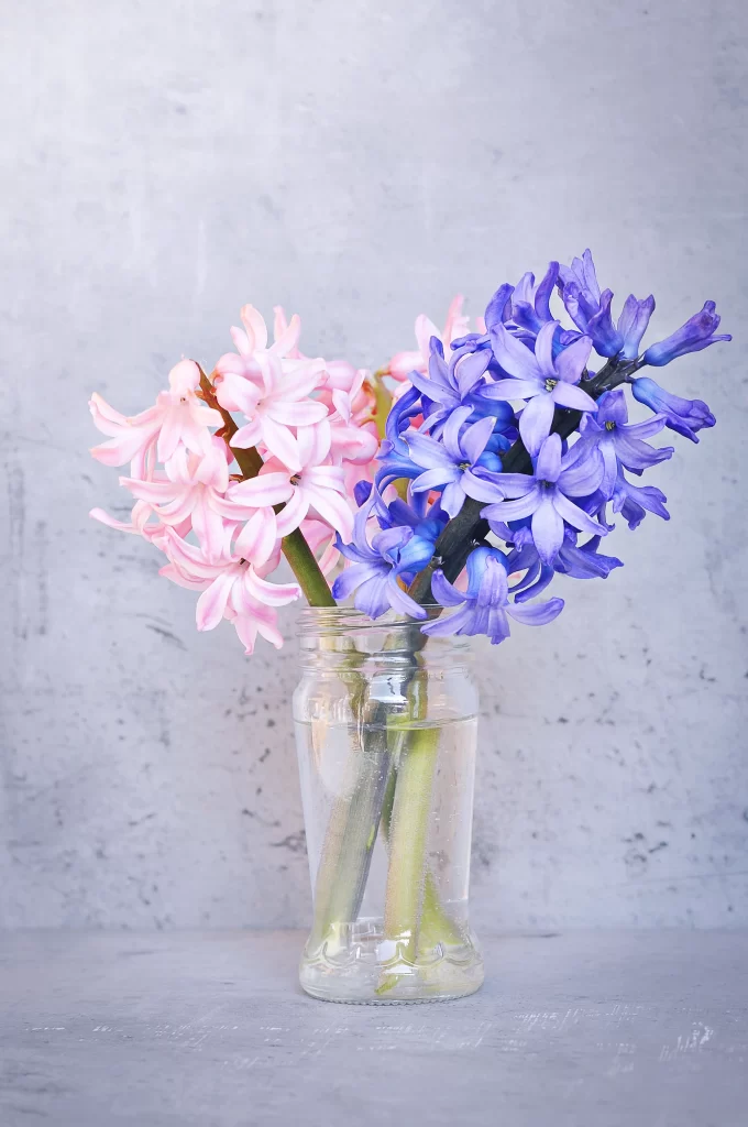 Pink Blue Hyacinth Blooms Petals Vase