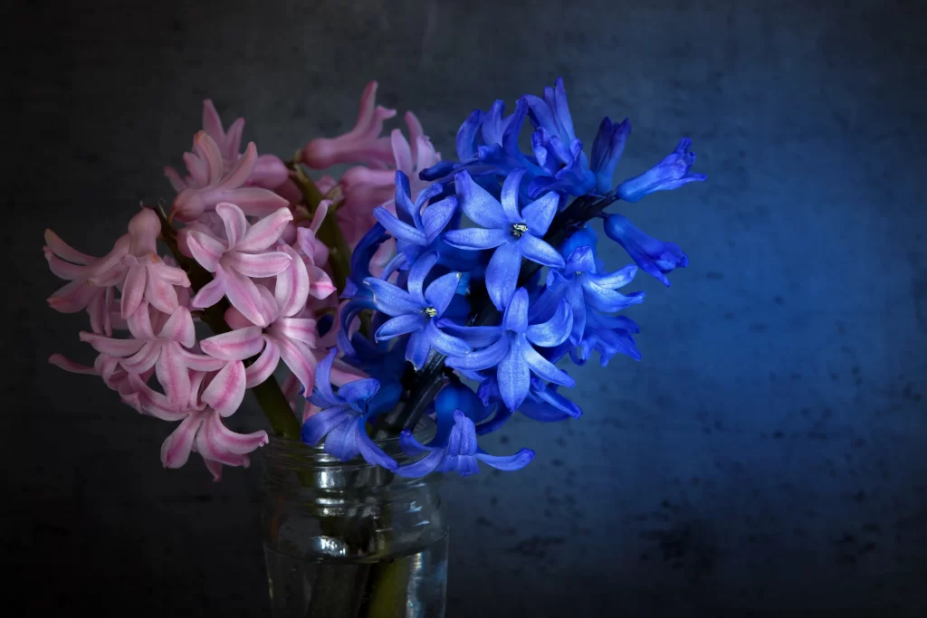 Pink Blue Hyacinth Petals Vase