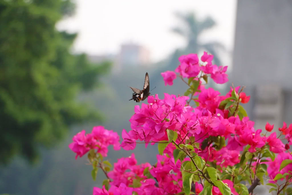 Pink Bougainvillea Blooms Petals Butterfly