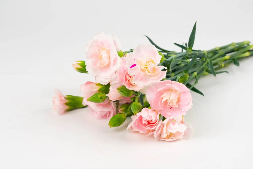 Pink Carnation Bloom Petals Green Stems