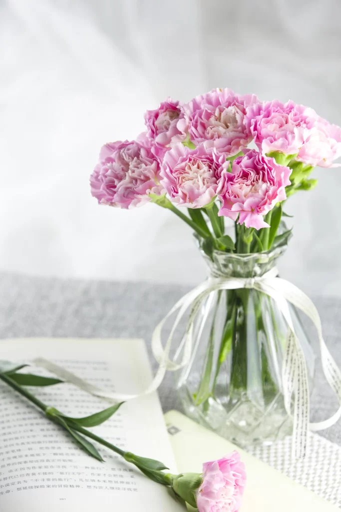 Pink Carnation Bloom Petals white Vase