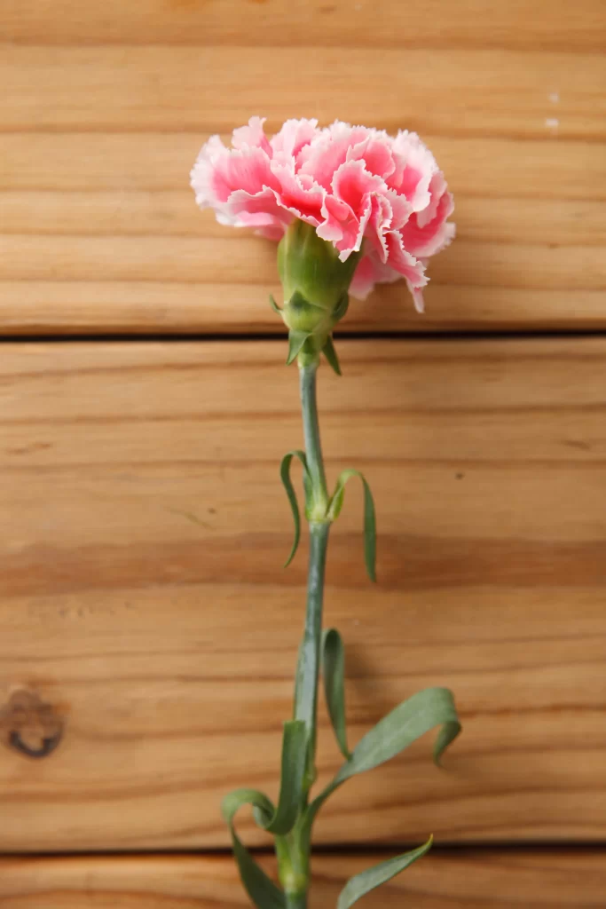 Pink Carnation Bloom Petals Green warm Stem
