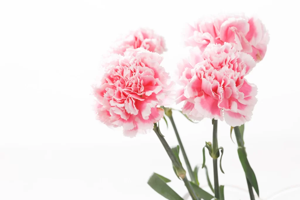 Pink Carnation Bloom Petals White Background
