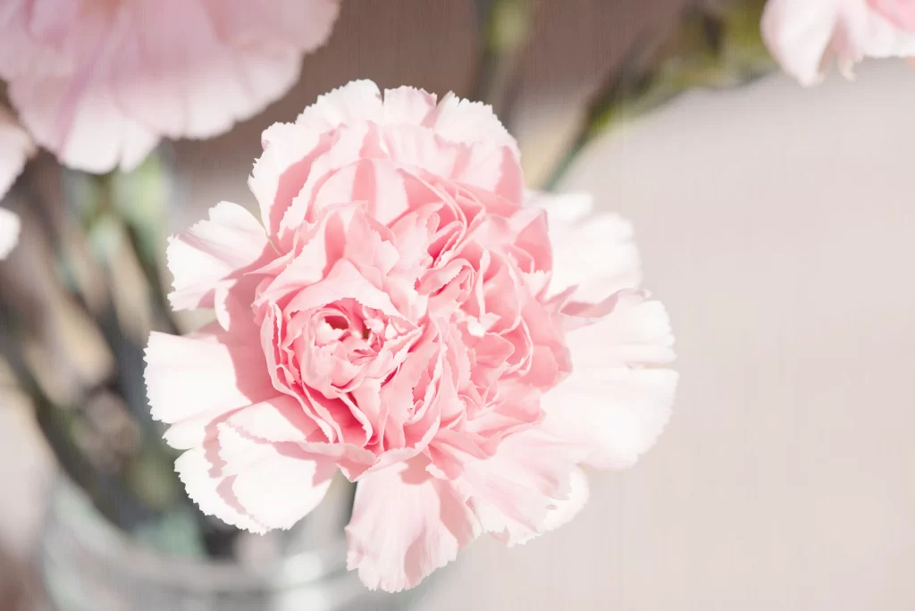 Pink Carnation Bloom Petals Soft