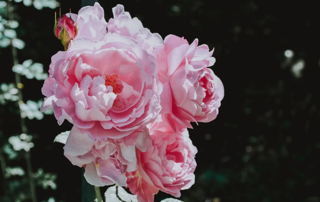 Pink Carnation Bloom Petals Ruffled Dark gray Background