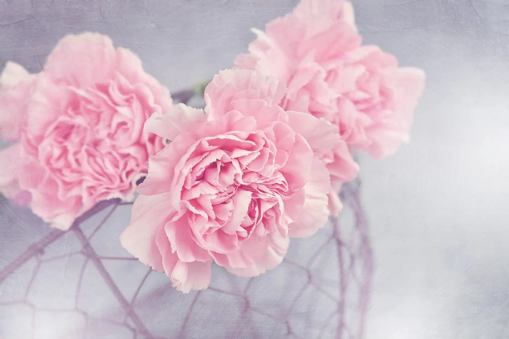 Pink Carnation Bloom Petals Soft Focus