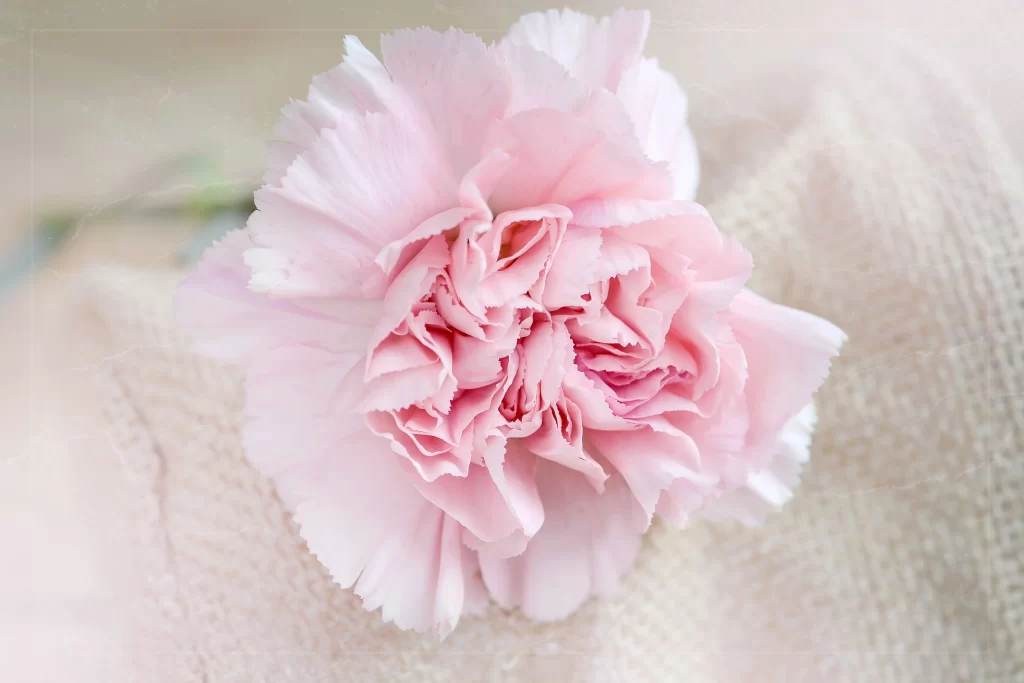 Pink Carnation Bloom Petals Ruffled Edges Soft Focus