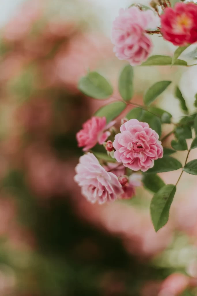 Pink Carnation Bloom Petals Green gray Leaves
